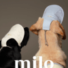 Milo 狗狗棒球帽(三色)