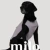 Milo 機能涼感背心(粉紫款)