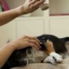 TouTou petcare 有機認證乾洗毛粉
