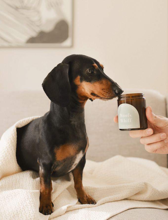 PAWNESS 香氛蠟燭