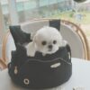 BABISYOUMG 寵物前背包bebe bag