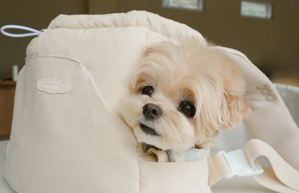 BABISYOUMG 寵物前背包bebe bag