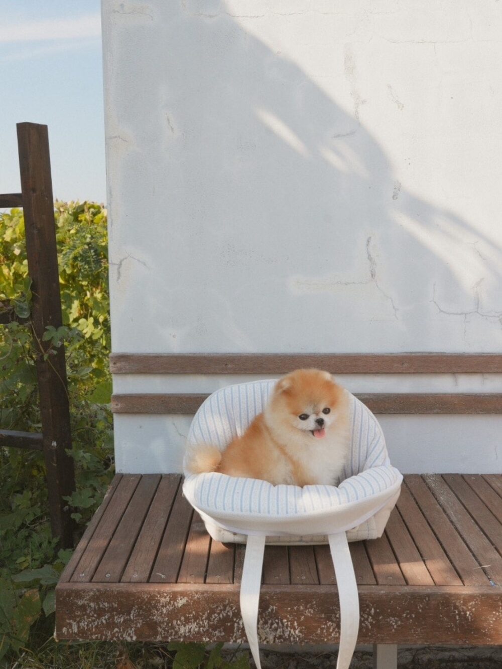 BABISYOUNG Atto Bag 寵物外出包